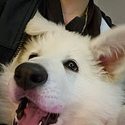 Snow participe au concours pour gagner de l'argent avec cette photo : dog, white_dog, happy, close_up, pet, animal, mouth_open, fur, ears, person, human, indoor, portrait, cute, smiling, canine, friendly, domestic_animal, face, nose