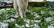 Snow a rejoint le concours — aidez-le/la à gagner de superbes lots ! dog, white_dog, grass, snow, tree, overcast_sky, outdoor, animal, pet, nature, winter, canine, fur, field, hedge, cloudy, standing, leafless_tree, garden, backyard
