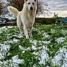 dog, white_dog, grass, snow, tree, overcast_sky, outdoor, animal, pet, nature, winter, canine, fur, field, hedge, cloudy, standing, leafless_tree, garden, backyard