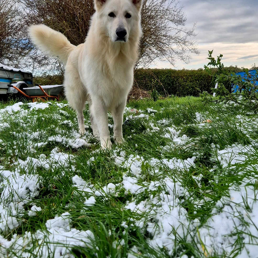 Snow
