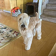 Brinxx joined the competition — help win amazing prizes! animal, beige, canine, carpet, curtains, decor, dog, domestic_animal, flooring, fluffy, furniture, home, household, indoor, living_room, pet, pet_crate, stairs, toy, wooden_floor