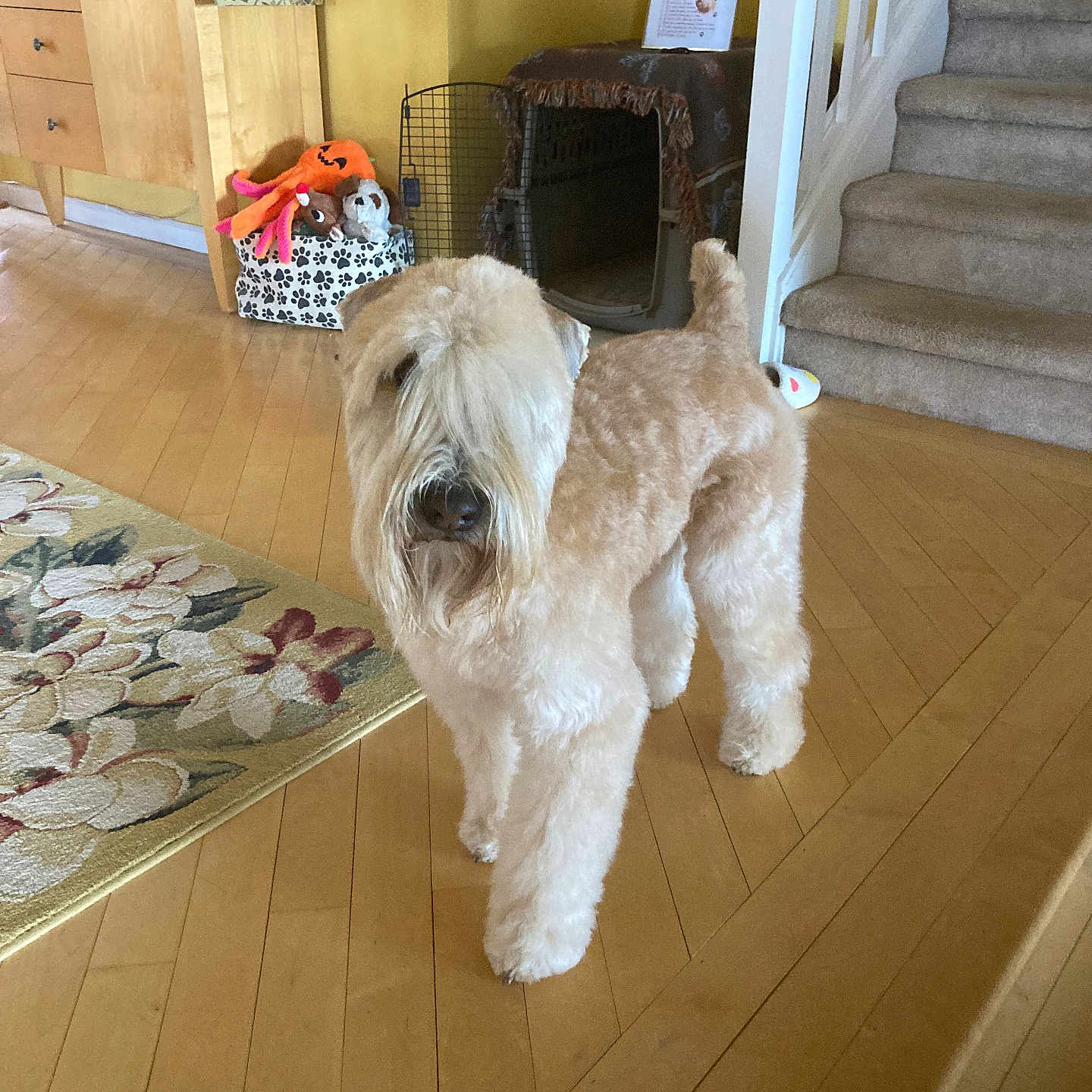 Brinxx joined the competition — help win amazing prizes! animal, beige, canine, carpet, curtains, decor, dog, domestic_animal, flooring, fluffy, furniture, home, household, indoor, living_room, pet, pet_crate, stairs, toy, wooden_floor