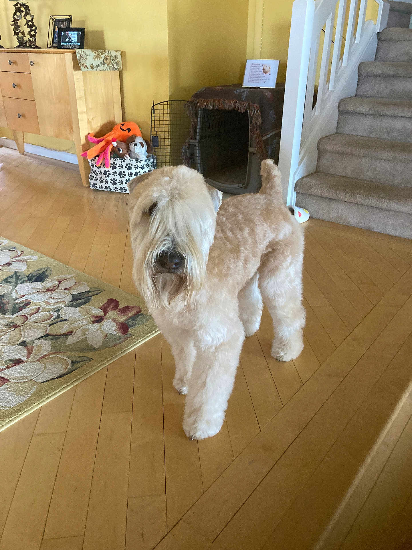 Brinxx joined the competition — help win amazing prizes! animal, beige, canine, carpet, curtains, decor, dog, domestic_animal, flooring, fluffy, furniture, home, household, indoor, living_room, pet, pet_crate, stairs, toy, wooden_floor