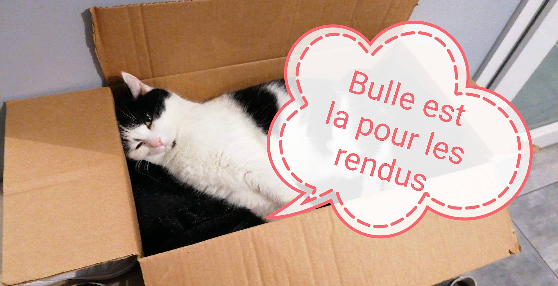 Bulle a rejoint le concours — aidez-le/la à gagner de superbes lots ! box, carmine, carnivore, cat, domestic_short_haired_cat, event, felidae, flooring, font, fur, hardwood, lap, paw, rectangle, room, small_to_medium_sized_cats, table, tail, whiskers, wood
