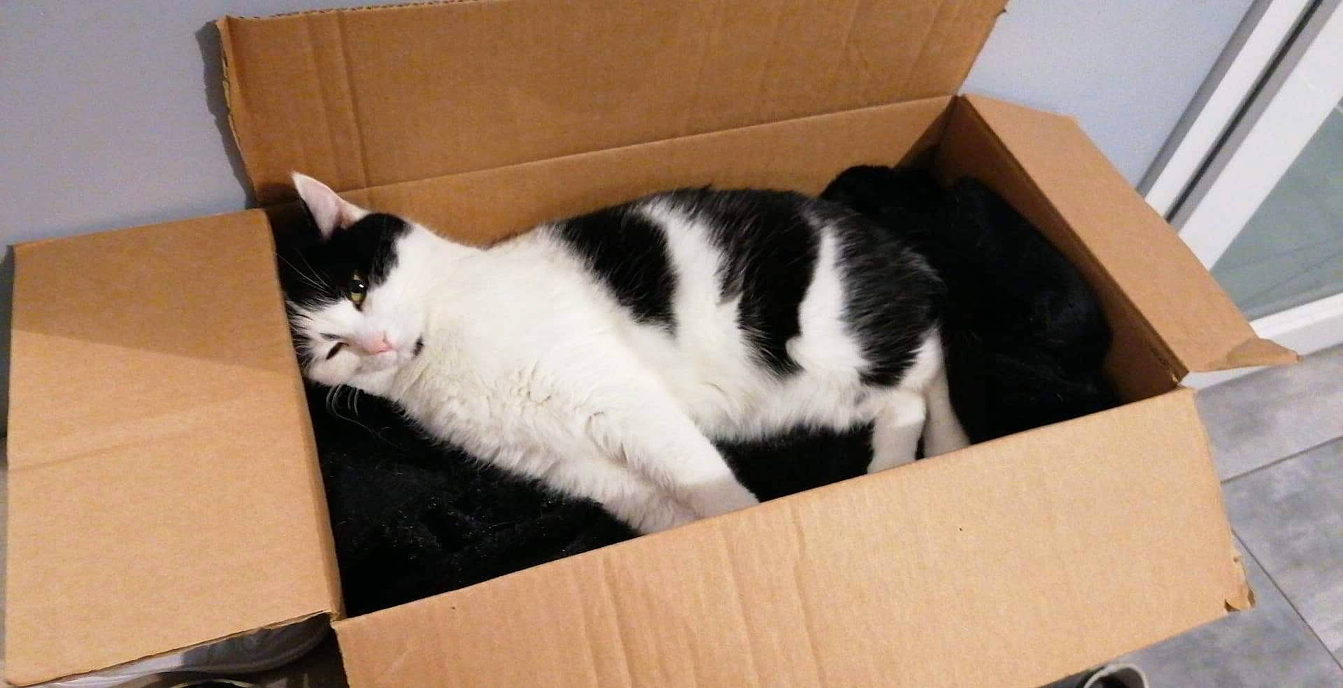 Bulle participe au concours pour gagner de l'argent avec cette photo : box, carnivore, cat, cat_supply, comfort, domestic_short_haired_cat, felidae, flooring, fur, hardwood, paw, pedestal, room, shipping_box, small_to_medium_sized_cats, tail, vertebrate, whiskers, wood