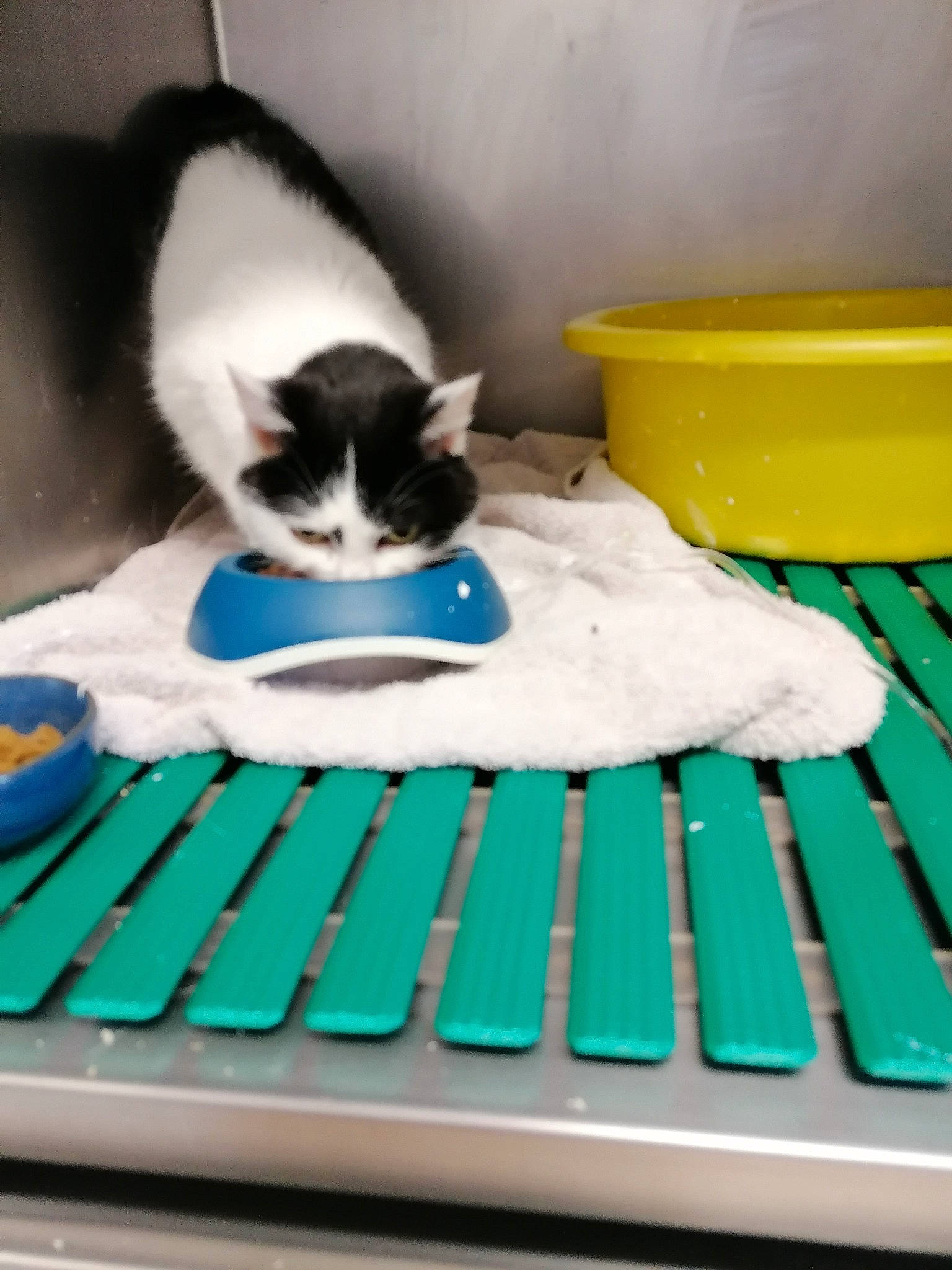 Bulle participe au concours pour gagner de l'argent avec cette photo : carnivore, cat, cat_supply, comfort, electric_blue, felidae, fur, green, grey, linens, pet_supply, rectangle, room, serveware, small_to_medium_sized_cats, tableware, tail, vertebrate, whiskers, wood