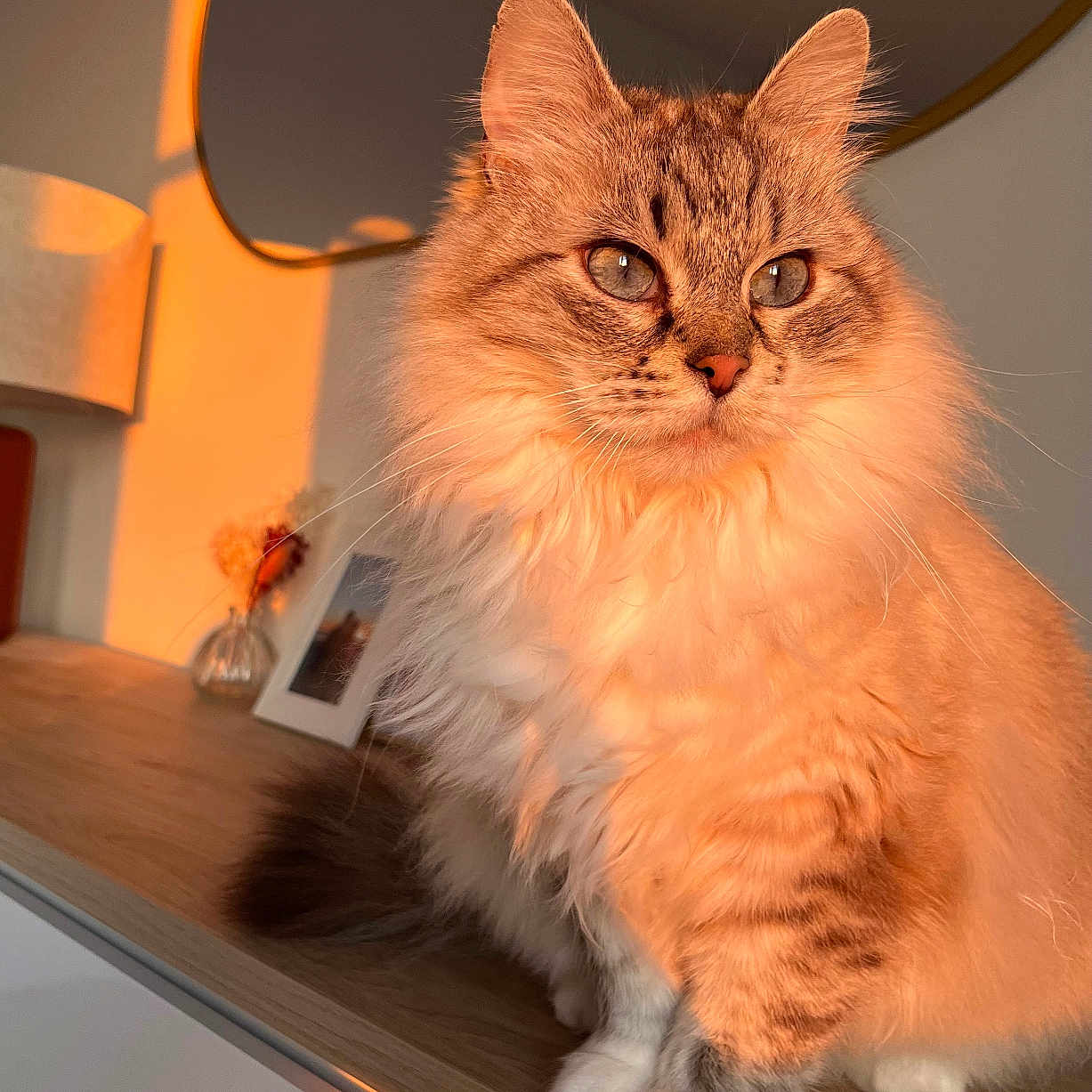 Plume a rejoint le concours — aidez-le/la à gagner de superbes lots ! abyssinian, angora, animal, cat, closet, cupboard, desk, furniture, hardwood, indoors, interiordesign, kitten, manx, pet, plywood, shelf, siamese, table, window, wood