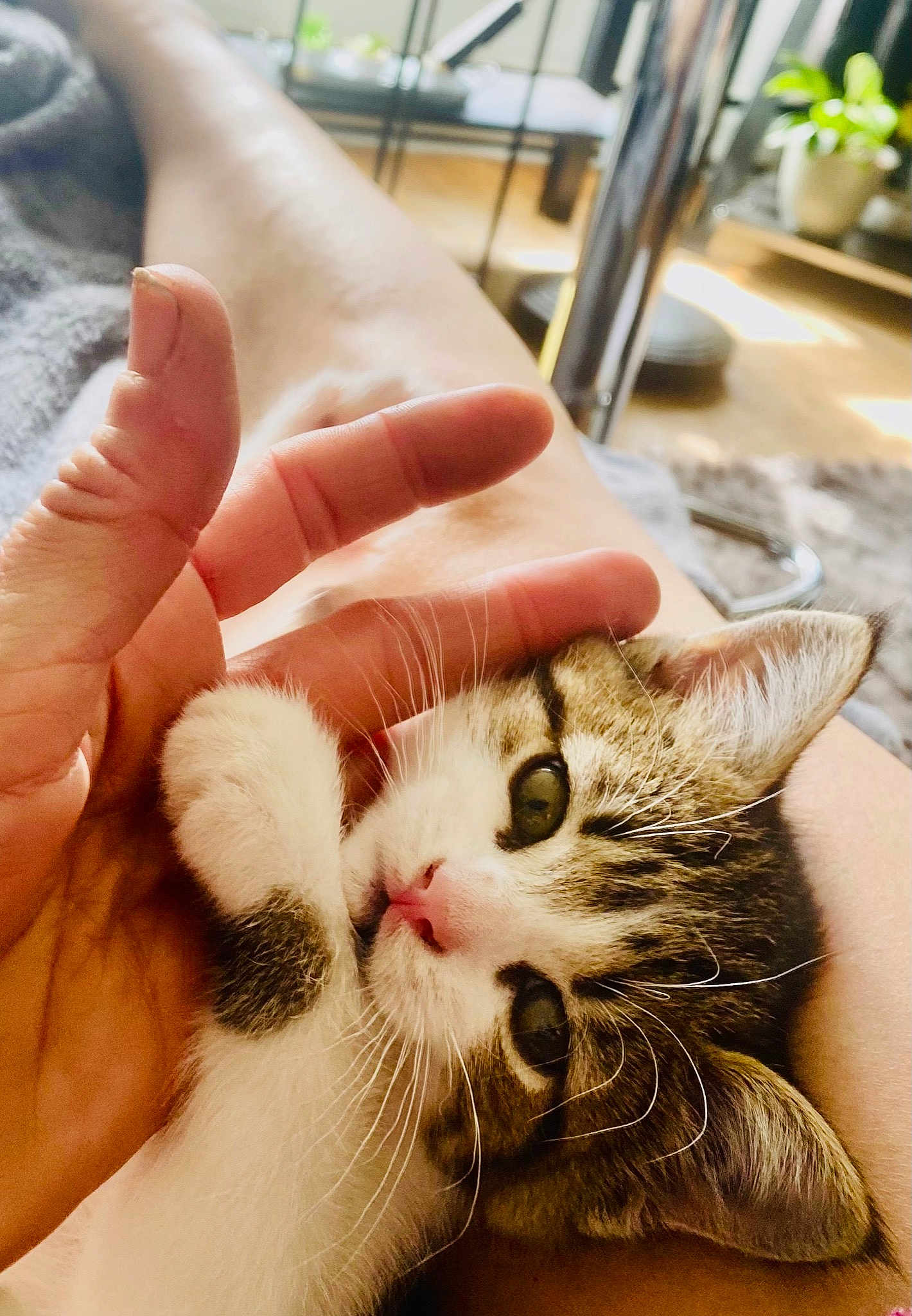 Lou