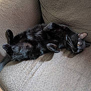 Loki is registered to the contest to win money with this photo: black_cat, cat, pet, indoor, couch, furniture, relaxed, lying_down, fur, whiskers, tail, yellow_eyes, cozy, domestic_animal, animal, resting, soft_texture, home, cute, sleepy