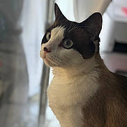 Annie is registered to the contest to win money with this photo: cat, close_up, portrait, blue_eyes, fur, whiskers, indoor, curious, pet, animal, mammal, feline, looking, soft_light, blurry_background, domestic_cat, face, head, sitting, alert