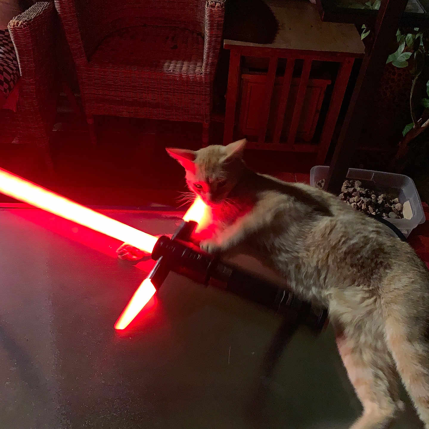 Milo joined the competition — help win amazing prizes! animal, cat, domestic, fur, furniture, glass_table, glow, indoor, lightsaber, night, paw, pet, playful, red_light, relaxing, shadow, table, toy, wicker_chair, wooden_cabinet