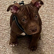 Reggie is registered to the contest to win money with this photo: animal, brown, carpet, claws, cute, dog, domestic, ears, expression, fur, harness, indoor, looking_up, nose, paws, pet, puppy, sitting, whiskers, young
