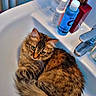 cat, tabby, fluffy, long_hair, pet, animal, green_eyes, whiskers, ears, tail, fur, sitting, curled_up, bathroom, sink, faucet, cosmetics, soap, tiles, indoor