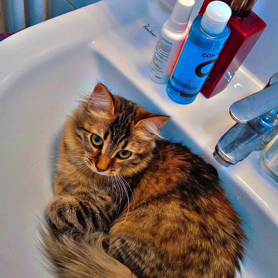 Suki a rejoint le concours — aidez-le/la à gagner de superbes lots ! cat, tabby, fluffy, long_hair, pet, animal, green_eyes, whiskers, ears, tail, fur, sitting, curled_up, bathroom, sink, faucet, cosmetics, soap, tiles, indoor