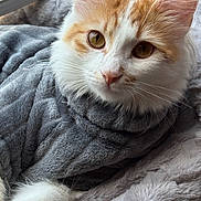 Jubilee is registered to the contest to win money with this photo: animal, blanket, cat, close_up, comfort, cozy, cute, ears, eyes, feline, fur, indoor, mammal, orange_cat, pet, relaxation, resting, soft_texture, whiskers, white_cat