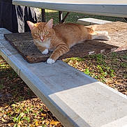 Scanlan is registered to the contest to win money with this photo: cat, orange_tabby, outdoor, picnic_table, sunlight, grass, leaves, relaxed, animal, pet, nature, daylight, wood, mat, greenery, tree, bench, fur, whiskers, paws