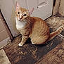 Scanlan joined the competition — help win amazing prizes! animal, cat, curious, domestic_cat, door, ears, feline, floor, house, indoor, looking_up, orange_tabby, pet, rustic, sitting, tail, whiskers, white_chest, white_paws, worn_floor
