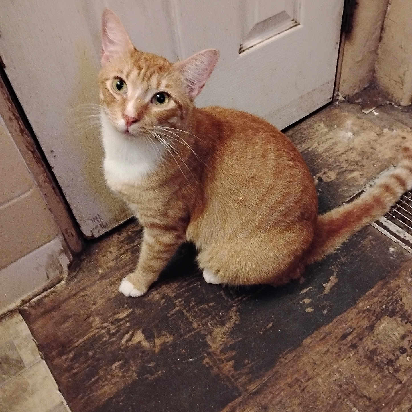 Scanlan joined the competition — help win amazing prizes! animal, cat, curious, domestic_cat, door, ears, feline, floor, house, indoor, looking_up, orange_tabby, pet, rustic, sitting, tail, whiskers, white_chest, white_paws, worn_floor