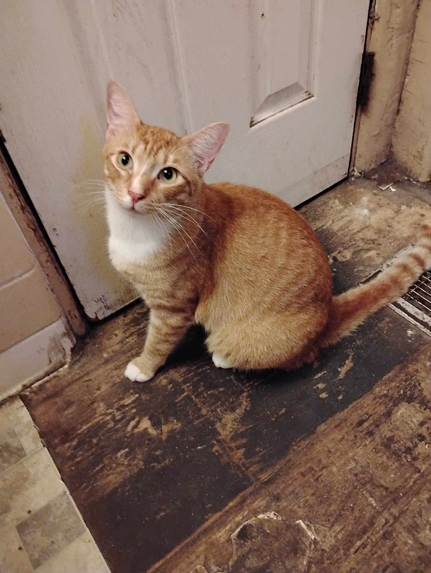 Scanlan joined the competition — help win amazing prizes! animal, cat, curious, domestic_cat, door, ears, feline, floor, house, indoor, looking_up, orange_tabby, pet, rustic, sitting, tail, whiskers, white_chest, white_paws, worn_floor