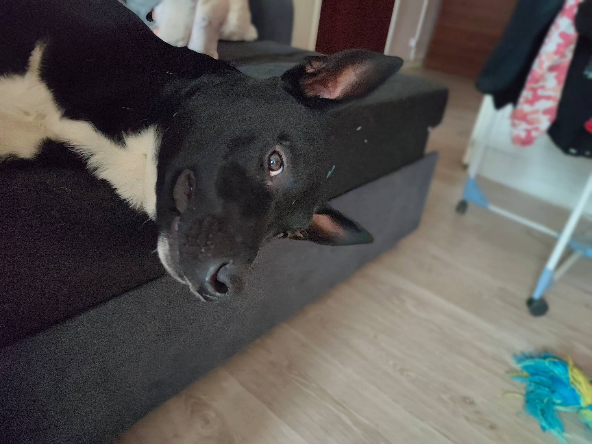 Enzo a rejoint le concours — aidez-le/la à gagner de superbes lots ! canidae, carnivore, collar, companion_dog, dog, dog_breed, dog_collar, flooring, fur, guard_dog, hardwood, laminate_flooring, snout, sporting_group, varnish, whiskers, wood, wood_flooring, wood_stain, working_animal