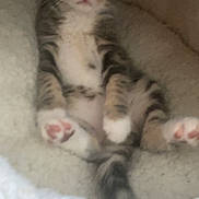 Rocket a rejoint le concours — aidez-le/la à gagner de superbes lots ! kitten, cat, tabby, pet, cute, paw_pads, bed, furry, animal, young, relaxed, cozy, indoor, small, soft, fluffy, resting, cute_pet, feline, sleepy