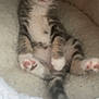 animal, bed, cat, cozy, cute, cute_pet, feline, fluffy, furry, indoor, kitten, paw_pads, pet, relaxed, resting, sleepy, small, soft, tabby, young