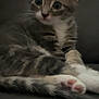 Rocket a rejoint le concours — aidez-le/la à gagner de superbes lots ! kitten, cat, animal, pet, feline, cute, young, fur, whiskers, paws, tail, indoor, resting, tabby, striped, small, domestic, mammal, closeup, soft