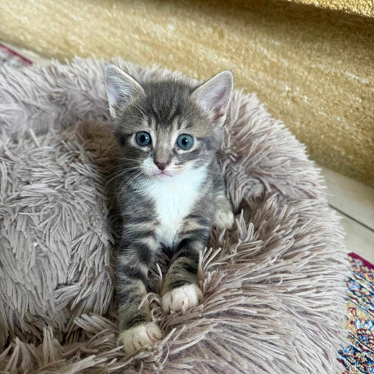 Rocket participe au concours pour gagner de l'argent avec cette photo : animal, bed, cat, cozy, cute, ears, feline, floor, fur, gray, indoor, kitten, looking, pet, plush, resting, soft, whiskers, white, young