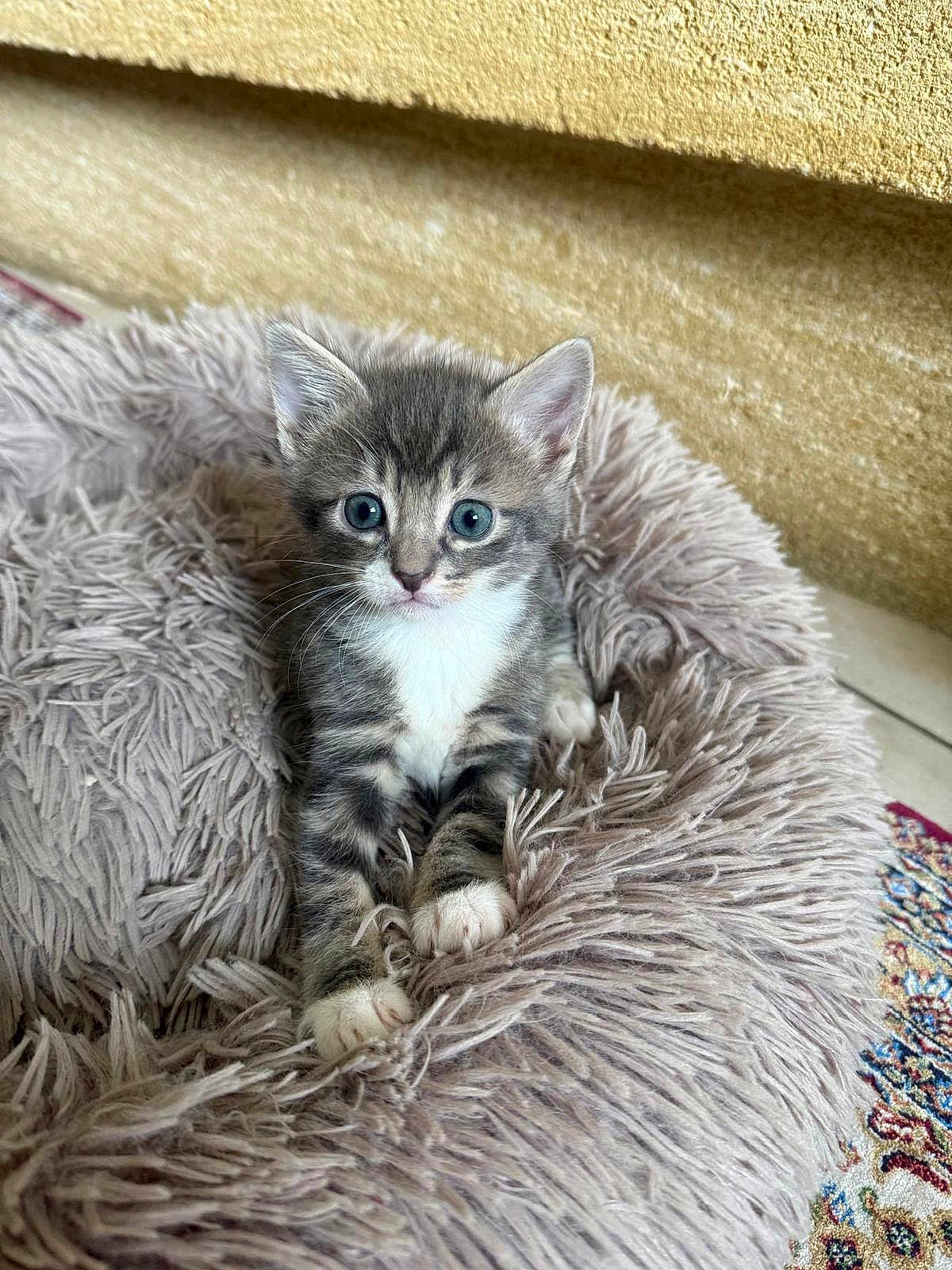 Rocket participe au concours pour gagner de l'argent avec cette photo : kitten, cat, pet, animal, feline, cute, young, bed, plush, soft, gray, white, fur, indoor, resting, looking, whiskers, ears, floor, cozy