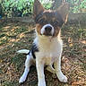 Milo a rejoint le concours — aidez-le/la à gagner de superbes lots ! puppy, dog, outdoor, sitting, portrait, brown_and_white, black_and_white, pointed_ears, large_ears, facial_markings, white_chest, paws, grass, ground, backyard, trees, sunlight, nature, cute, animal_photography
