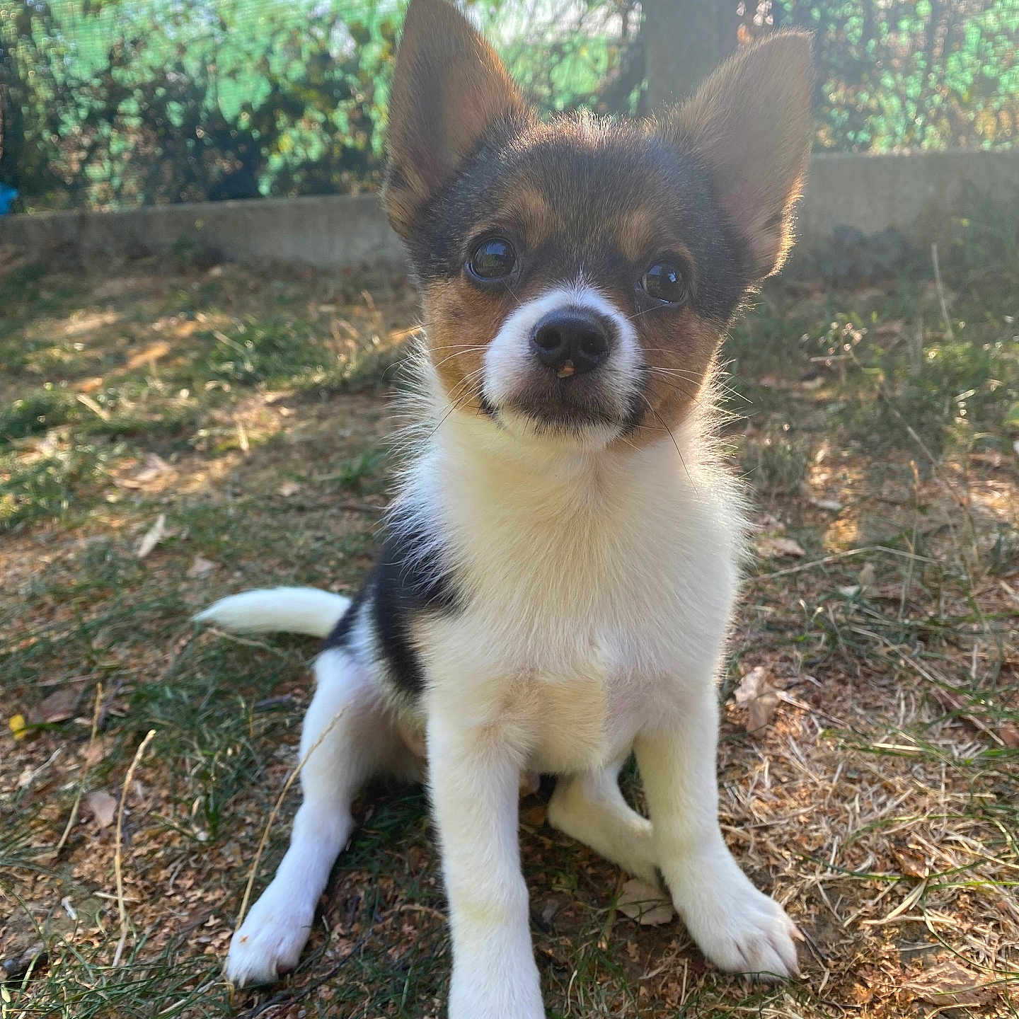 Milo