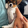Milo participe au concours pour gagner de l'argent avec cette photo : puppy, dog, pet, animal, portrait, close_up, cute, floppy_paws, large_ears, tricolor, white_fur, brown_fur, black_fur, person, holding, arms, office, office_chair, desk, water_bottles