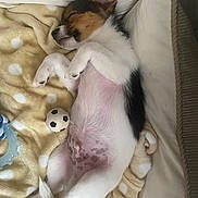 Milo a rejoint le concours — aidez-le/la à gagner de superbes lots ! puppy, dog, sleeping, jack_russell, small_dog, white_fur, brown_fur, black_fur, belly_up, closed_eyes, bed, pillow, blanket, cozy, soccer_ball, toy, indoor, cute, resting, photography