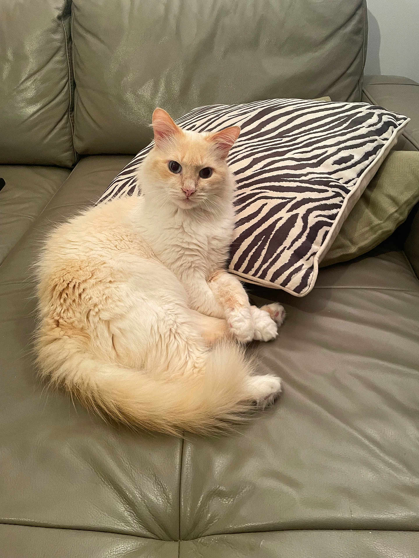 Pollux a rejoint le concours — aidez-le/la à gagner de superbes lots ! cat, fluffy, cream_color, couch, leather, zebra_striped_pillow, pet, indoor, feline, relaxed, animal, cozy, fur, whiskers, ears, tail, paws, home, comfortable, looking