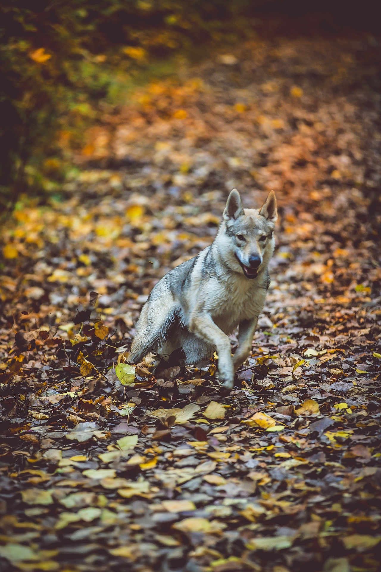 Astrée a rejoint le concours — aidez-le/la à gagner de superbes lots ! dog, running, autumn, leaves, forest, path, outdoor, nature, animal, happy, motion, fur, brown, yellow, fall, canine, playful, blurred_background, energetic, wildlife