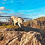 Astrée participe au concours pour gagner de l'argent avec cette photo : dog, outdoor, rock, fence, grass, sky, cloud, nature, hill, sunlight, animal, walking, daylight, landscape, canine, exploration, pet, field, blue_sky, tree