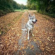 Astrée a rejoint le concours — aidez-le/la à gagner de superbes lots ! dog, animal, pet, leash, forest, path, autumn, leaves, nature, outdoor, trees, canine, happy, sitting, sky, trail, fall, smiling, walking, scenery