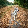 dog, animal, pet, leash, forest, path, autumn, leaves, nature, outdoor, trees, canine, happy, sitting, sky, trail, fall, smiling, walking, scenery