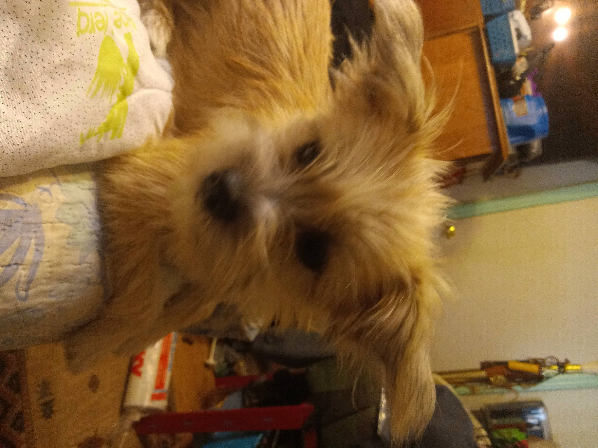 Lil Baby is registered to the contest to win money with this photo: canidae, carnivore, chair, comfort, companion_dog, dog, dog_breed, dog_supply, fawn, fur, pomeranian, small_terrier, snout, sporting_group, terrestrial_animal, terrier, toy_dog, whiskers, wood, working_animal