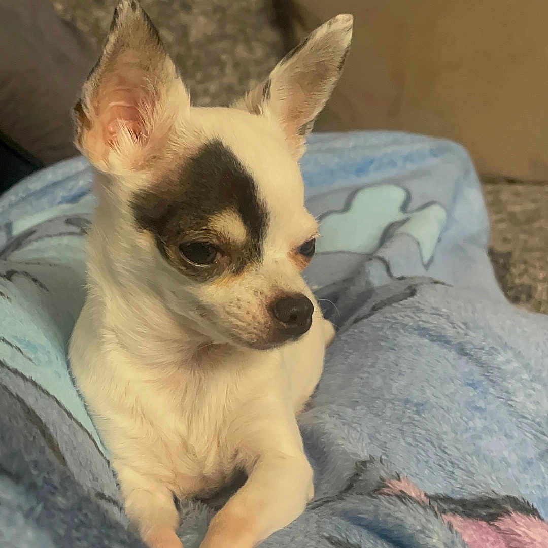 Chipie a rejoint le concours — aidez-le/la à gagner de superbes lots ! animal, bed, bedroom, blanket, bulldog, canine, chihuahua, cockerspaniel, couch, cushion, dog, frenchbulldog, furniture, homedecor, indoors, pet, puppy, quilt, room, terrier