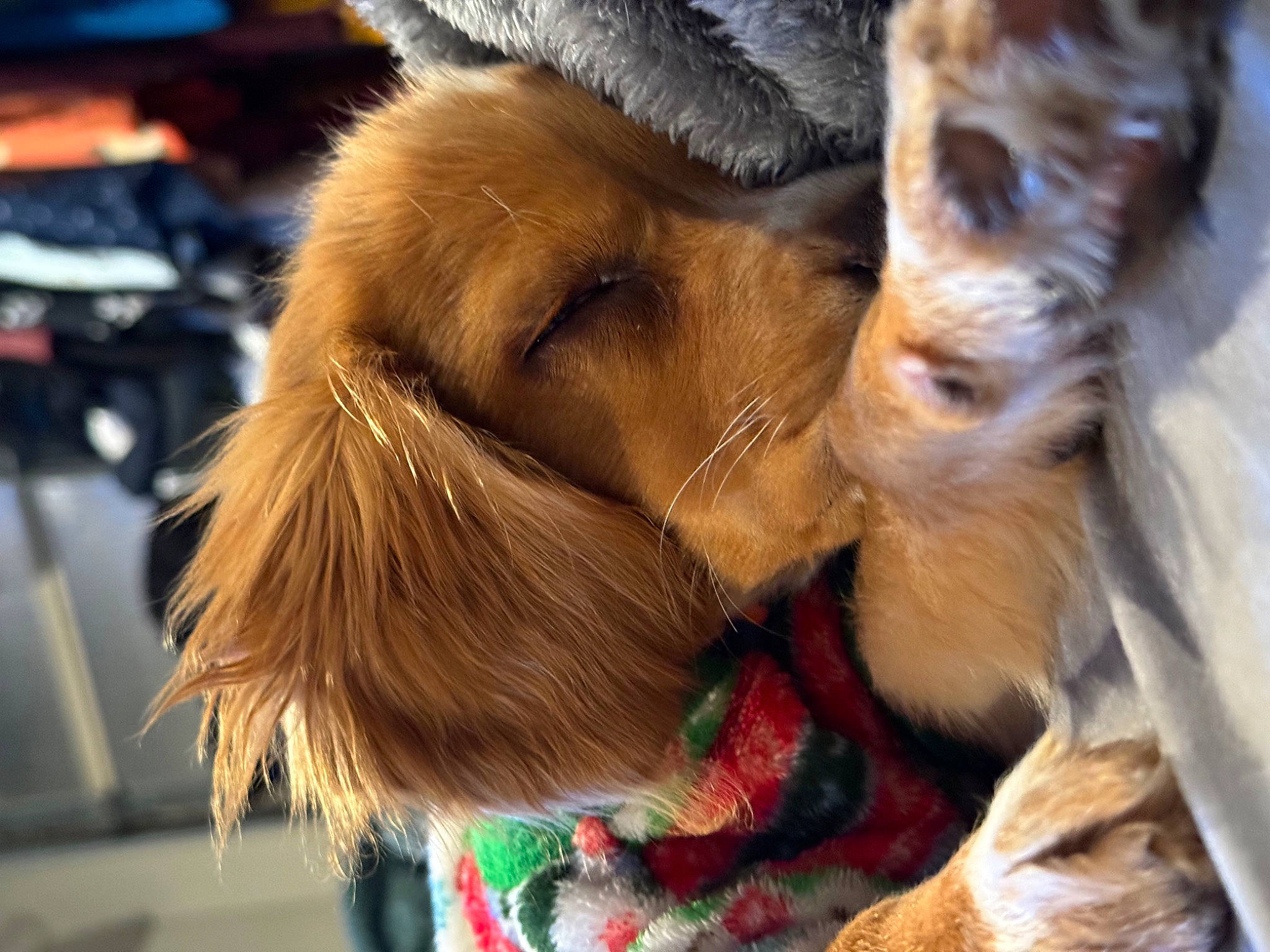 Buddy joined the competition — help win amazing prizes! canidae, carnivore, claw, collar, comfort, companion_dog, dog, dog_breed, dog_collar, ear, fawn, felidae, fur, liver, nap, paw, puppy_love, snout, sporting_group, whiskers