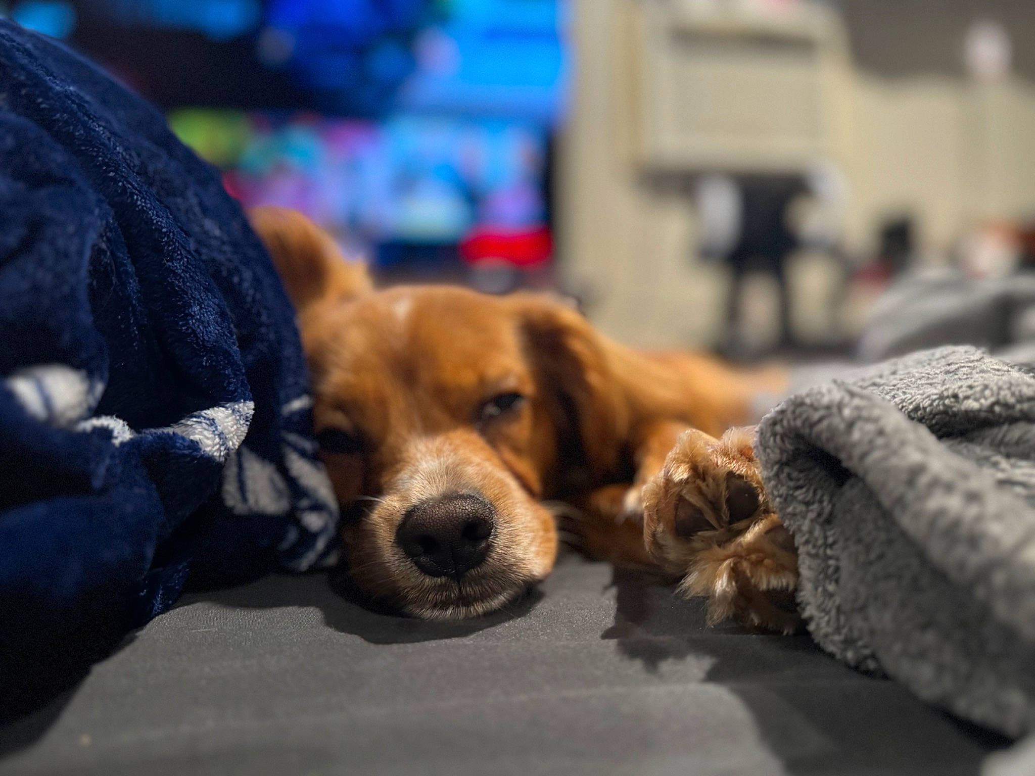 Buddy joined the competition — help win amazing prizes! carnivore, city, comfort, companion_dog, dog, dog_breed, fawn, fur, paw, scent_hound, sitting, snout, sporting_group, street, whiskers