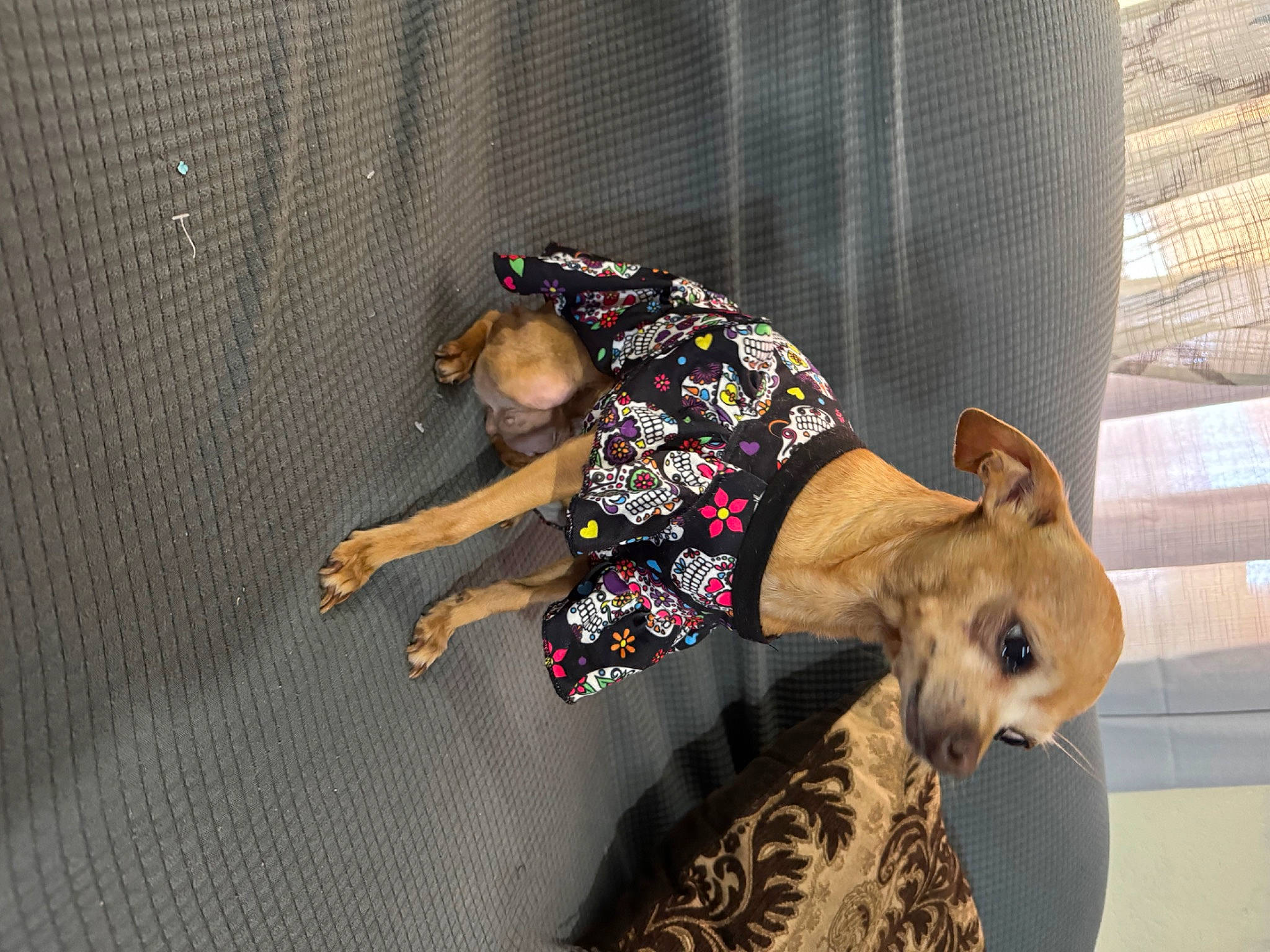 Jessie joined the competition — help win amazing prizes! canidae, carnivore, comfort, companion_dog, dog, dog_breed, dog_clothes, dog_supply, fawn, flooring, guard_dog, nap, non_sporting_group, paw, pet_supply, snout, sporting_group, tail, toy_dog, working_animal