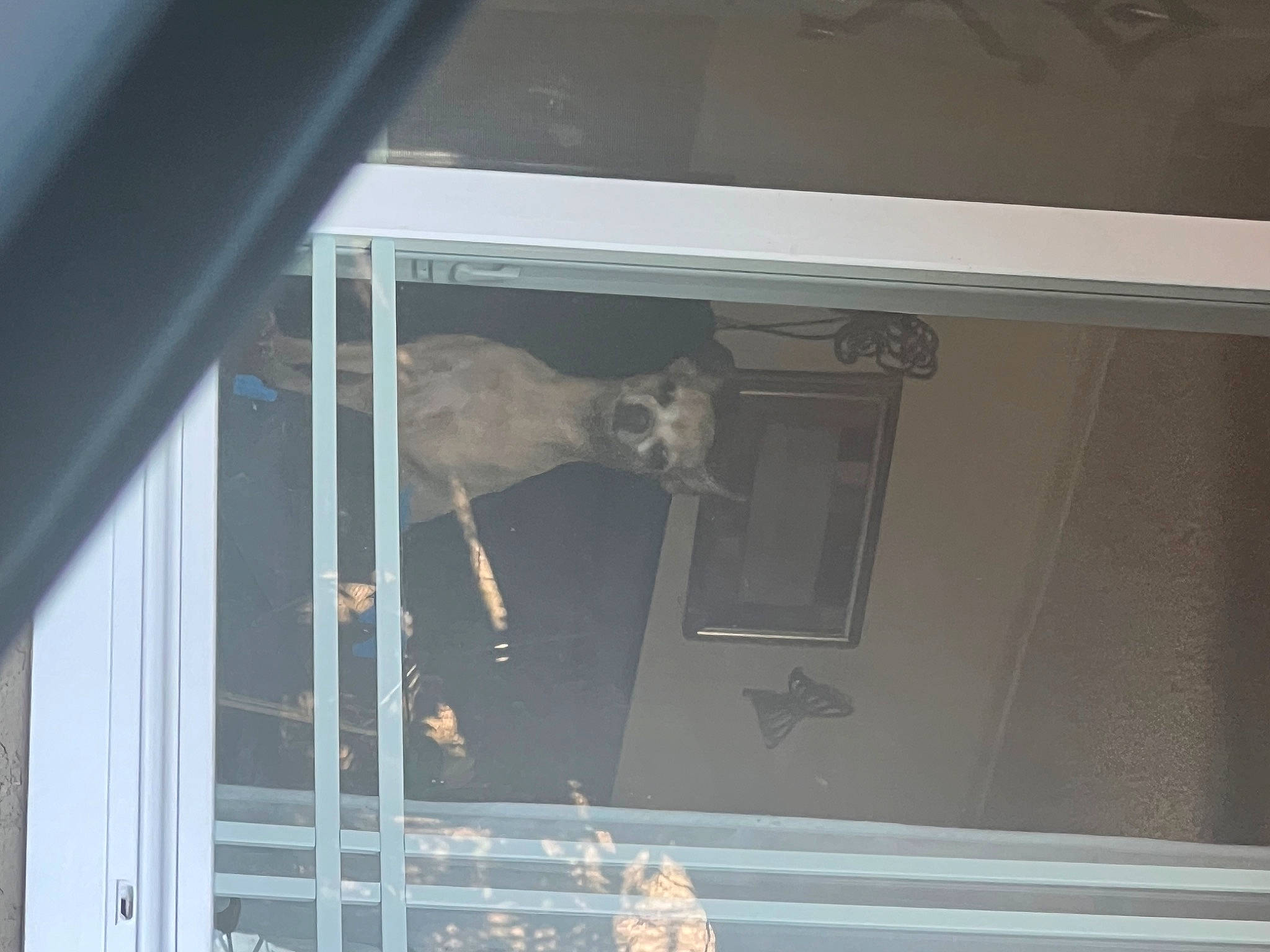 Jessie joined the competition — help win amazing prizes! building, ceiling, door, facade, fixture, glass, hardwood, home_door, house, metal, molding, room, sash_window, screen_door, tail, window, wood