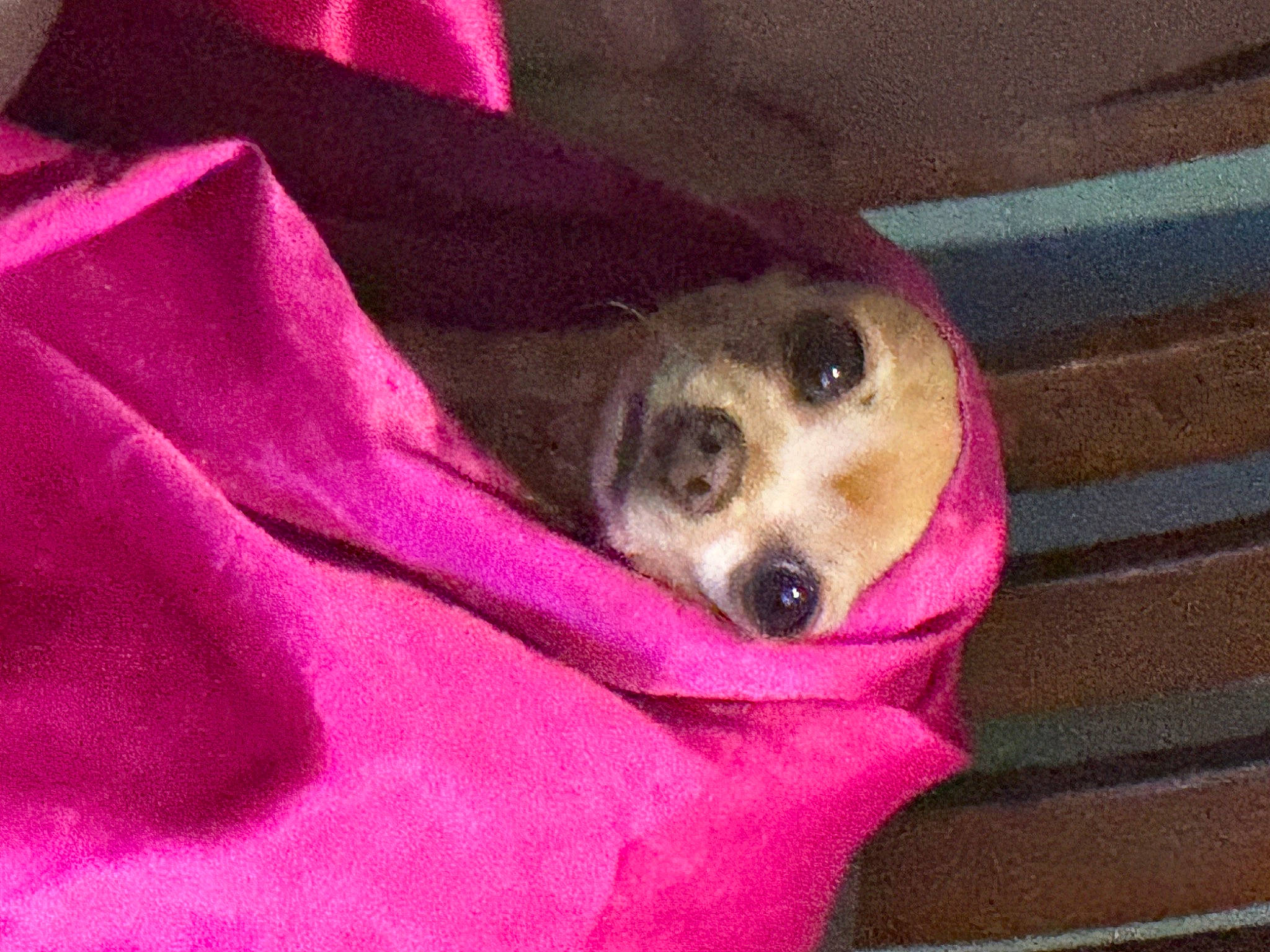 Jessie joined the competition — help win amazing prizes! canidae, carnivore, comfort, companion_dog, dog, dog_breed, dog_supply, fawn, fur, linens, magenta, nap, paw, pet_supply, sporting_group, terrestrial_animal, whiskers, working_animal