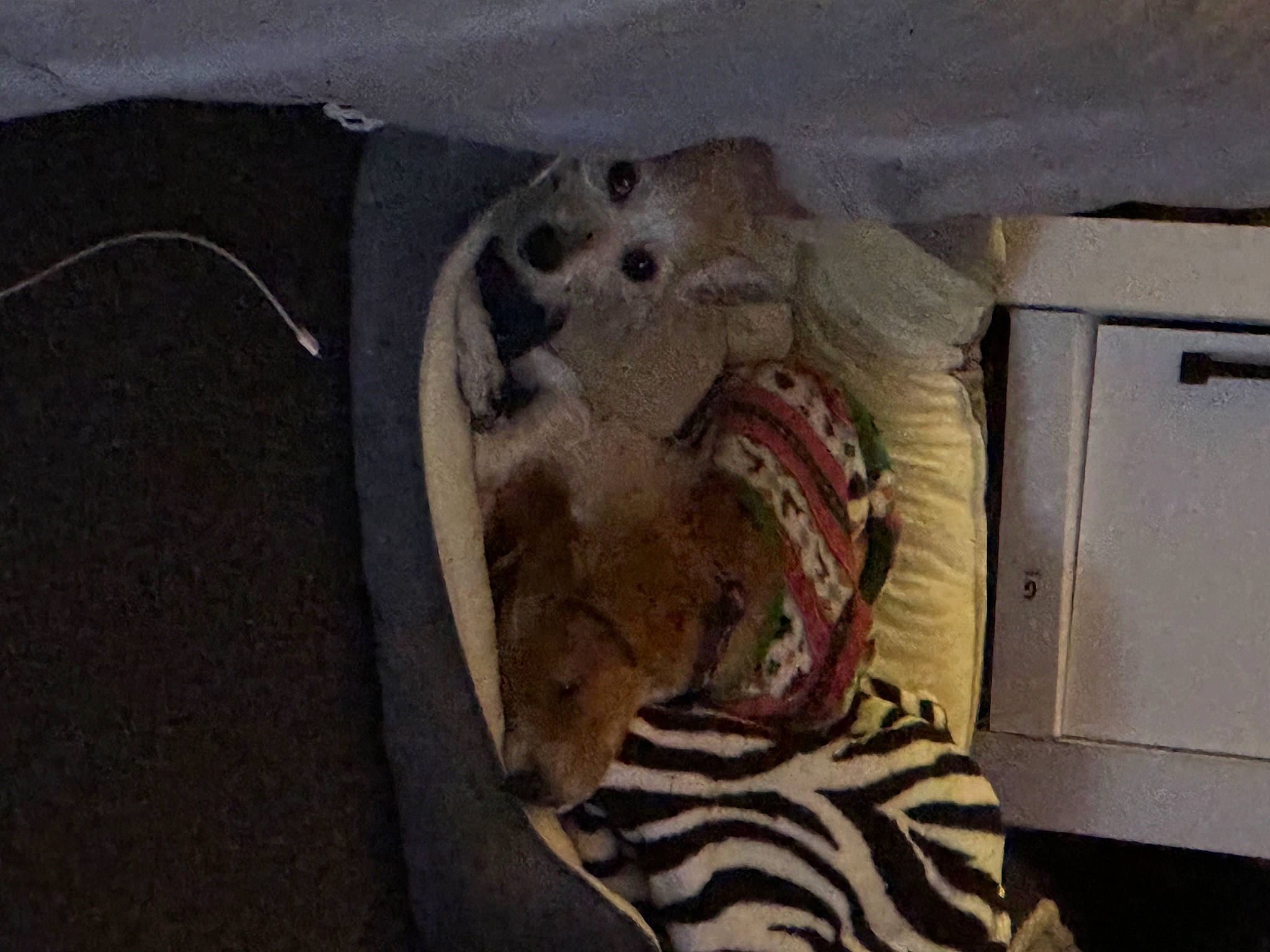 Roberto joined the competition — help win amazing prizes! art, big_cats, canidae, carnivore, ceiling, domestic_short_haired_cat, electrical_wiring, fawn, felidae, fur, jaw, small_to_medium_sized_cats, snout, sporting_group, stuffed_toy, terrestrial_animal, vehicle_door, visual_arts, wood, working_animal