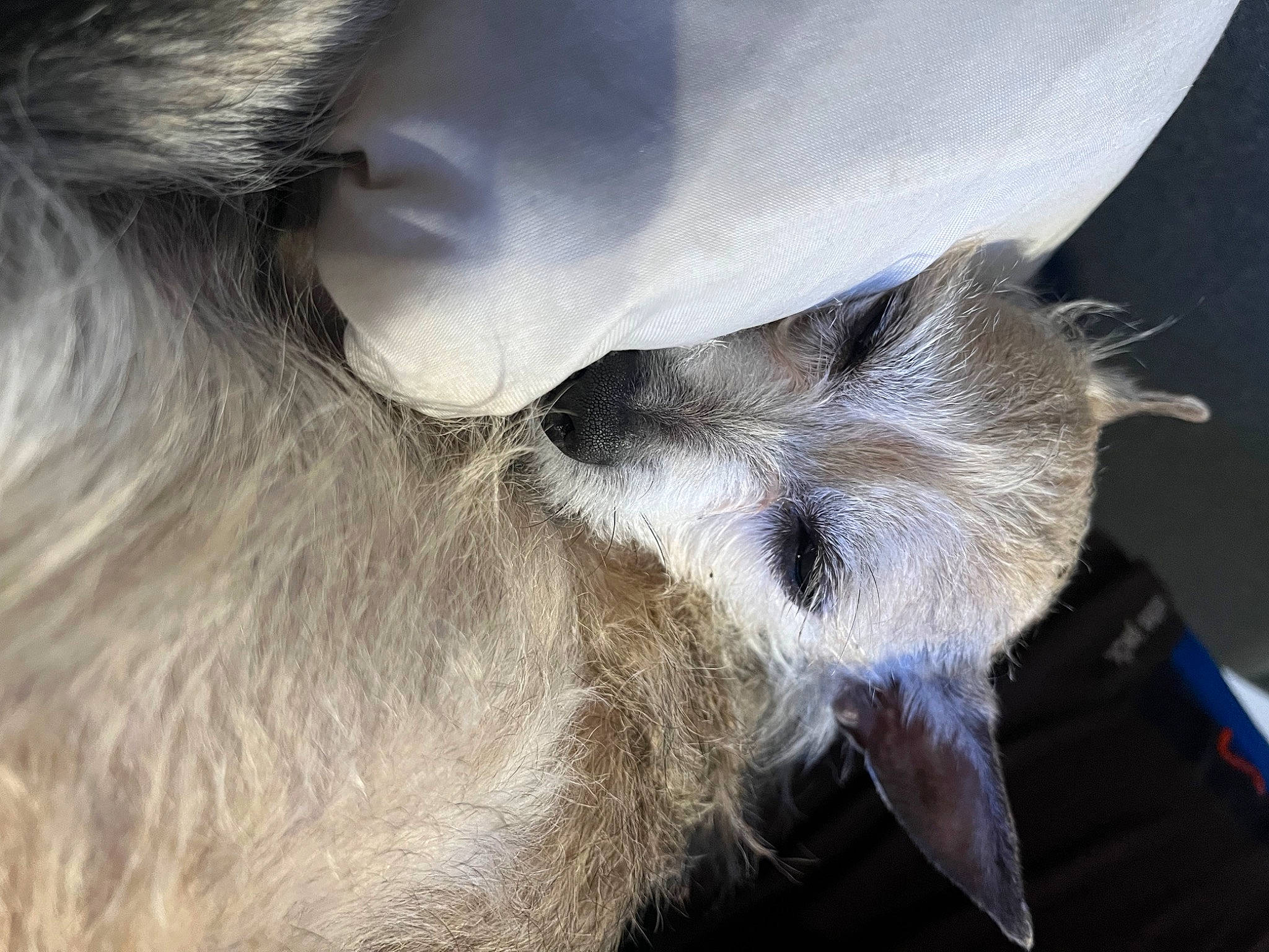 Roberto is registered to the contest to win money with this photo: close_up, cow_goat_family, dairy, dog_breed, ear, eyelash, fawn, fur, goat, goat_antelope, goats, livestock, mammal, snout, sporting_group, terrestrial_animal, vertebrate, whiskers, wildlife, working_animal