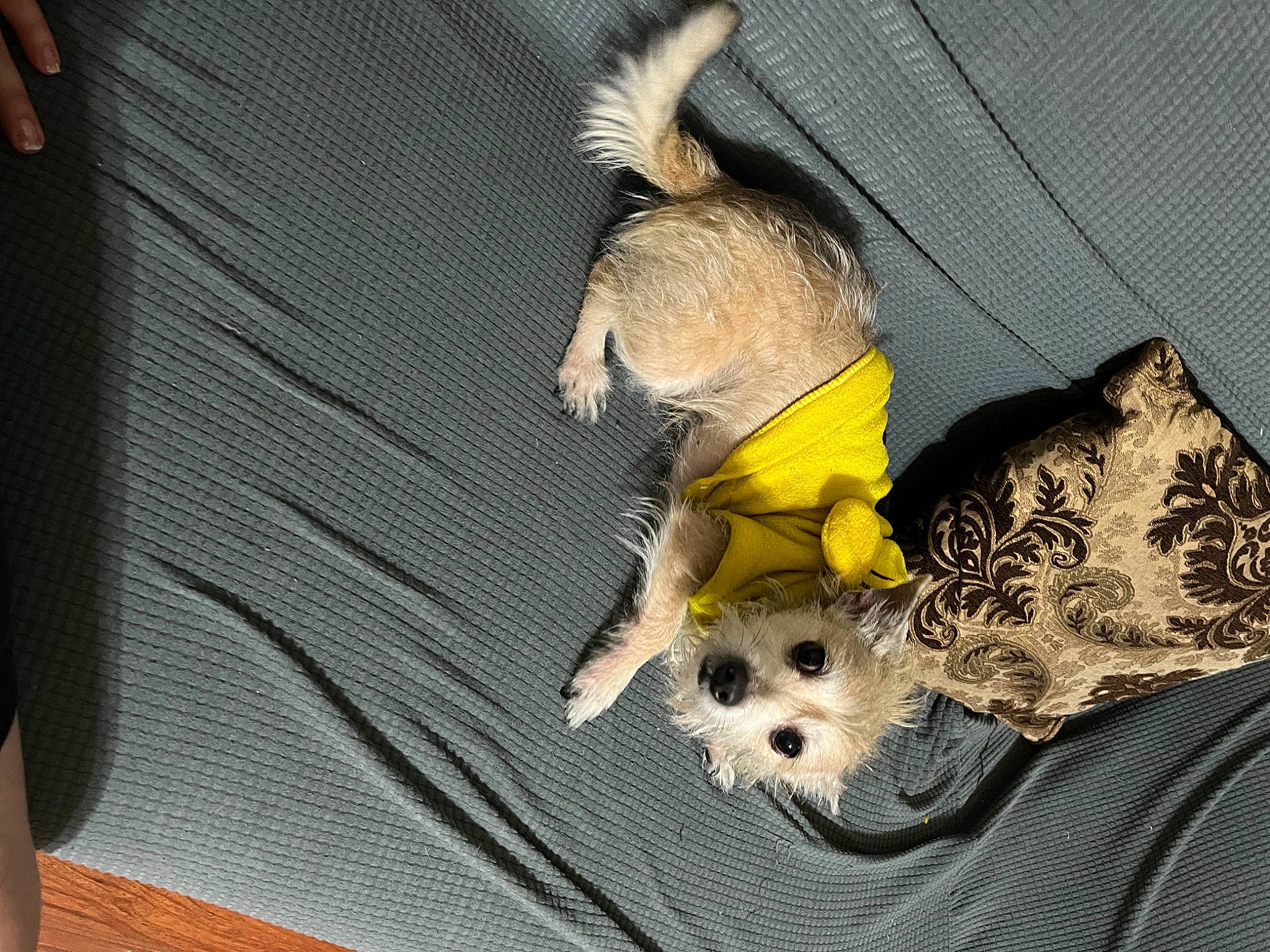 Roberto is registered to the contest to win money with this photo: canidae, carnivore, comfort, companion_dog, dog, dog_breed, dog_clothes, dog_supply, fawn, felidae, fur, linens, pet_supply, snout, sporting_group, stuffed_toy, tail, toy, toy_dog, whiskers