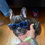 Max Palms is registered to the contest to win money with this photo: accessories, blue_sunglasses, bracelets, brown_dog, casual, cute, dog, flooring, french_bulldog, hand, human_hand, indoor, nails, pet, puppy, reflection, relaxed, small_dog, sunglasses, wooden_floor