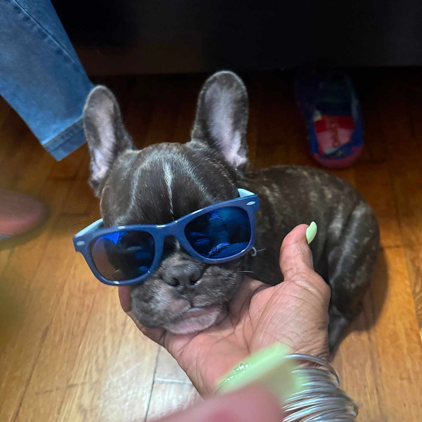 Max Palms is registered to the contest to win money with this photo: accessories, blue_sunglasses, bracelets, brown_dog, casual, cute, dog, flooring, french_bulldog, hand, human_hand, indoor, nails, pet, puppy, reflection, relaxed, small_dog, sunglasses, wooden_floor